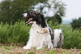 BARZOI 098